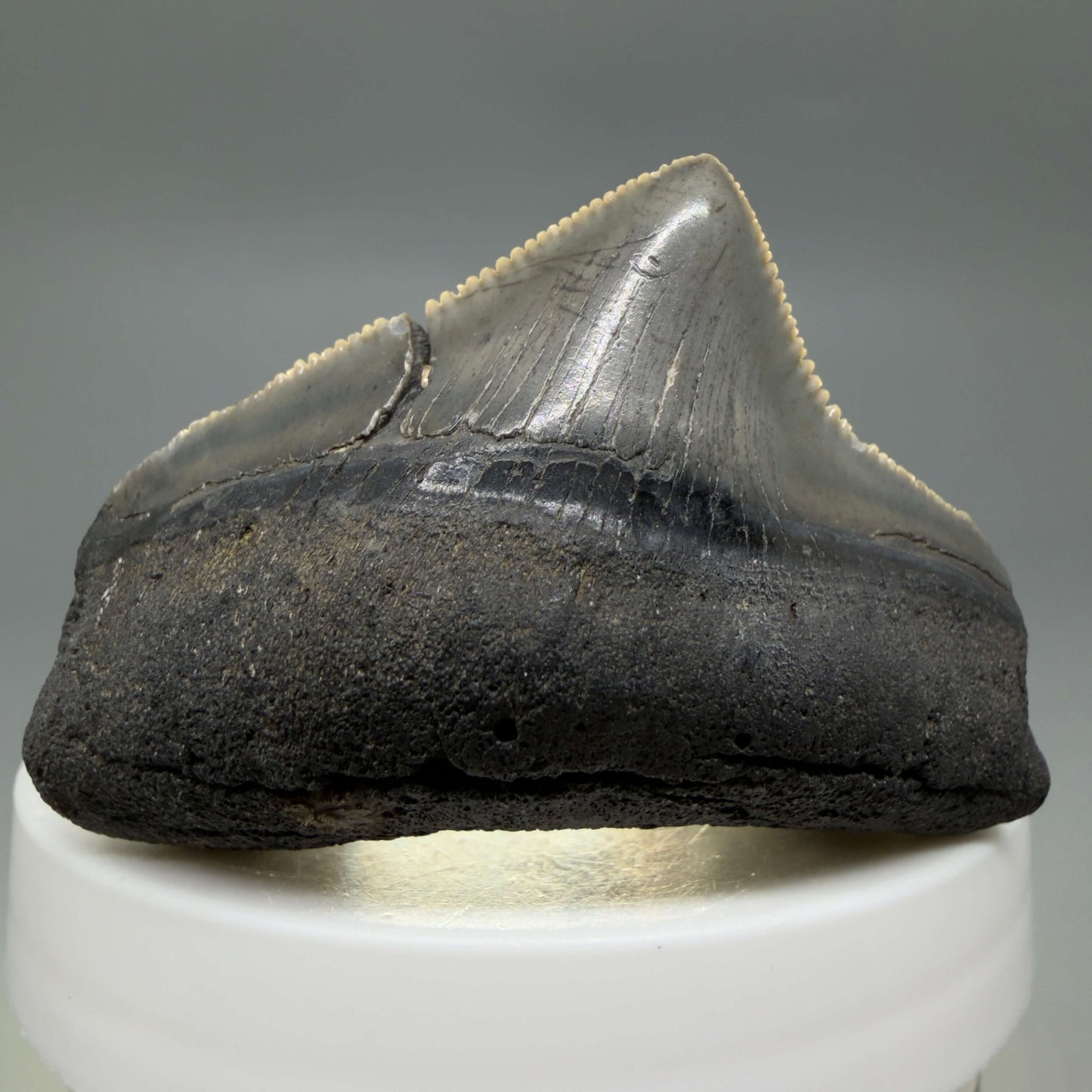 Front View HUGE posterior 2.16" Fossil Megalodon Tooth – South Carolina River Find | Authentic CM6443 - 3