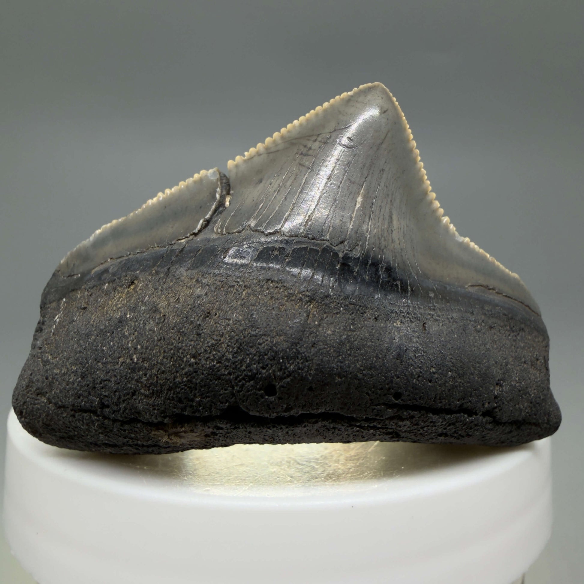 Front View HUGE posterior 2.16" Fossil Megalodon Tooth – South Carolina River Find | Authentic CM6443 - 3
