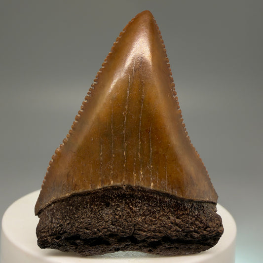 Front View 2.16" Fossil Great White Shark Tooth - Cooper River, SC - Colorful, sharply serrated GW1256 