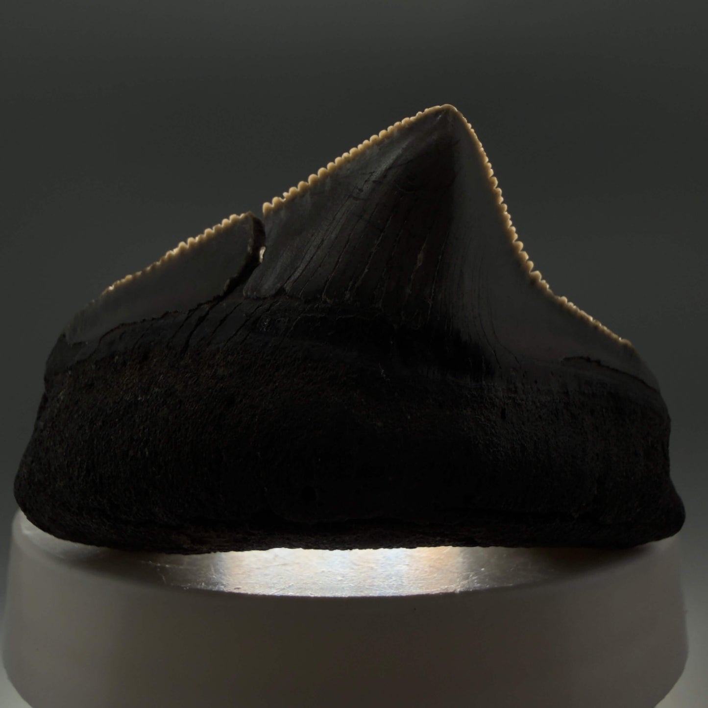 Front View HUGE posterior 2.16" Fossil Megalodon Tooth – South Carolina River Find | Authentic CM6443 - 2