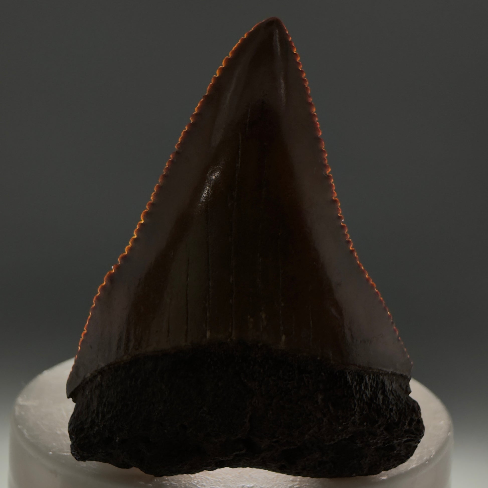 Front View 2.16" Fossil Great White Shark Tooth - Cooper River, SC - Colorful, sharply serrated GW1256 - 1