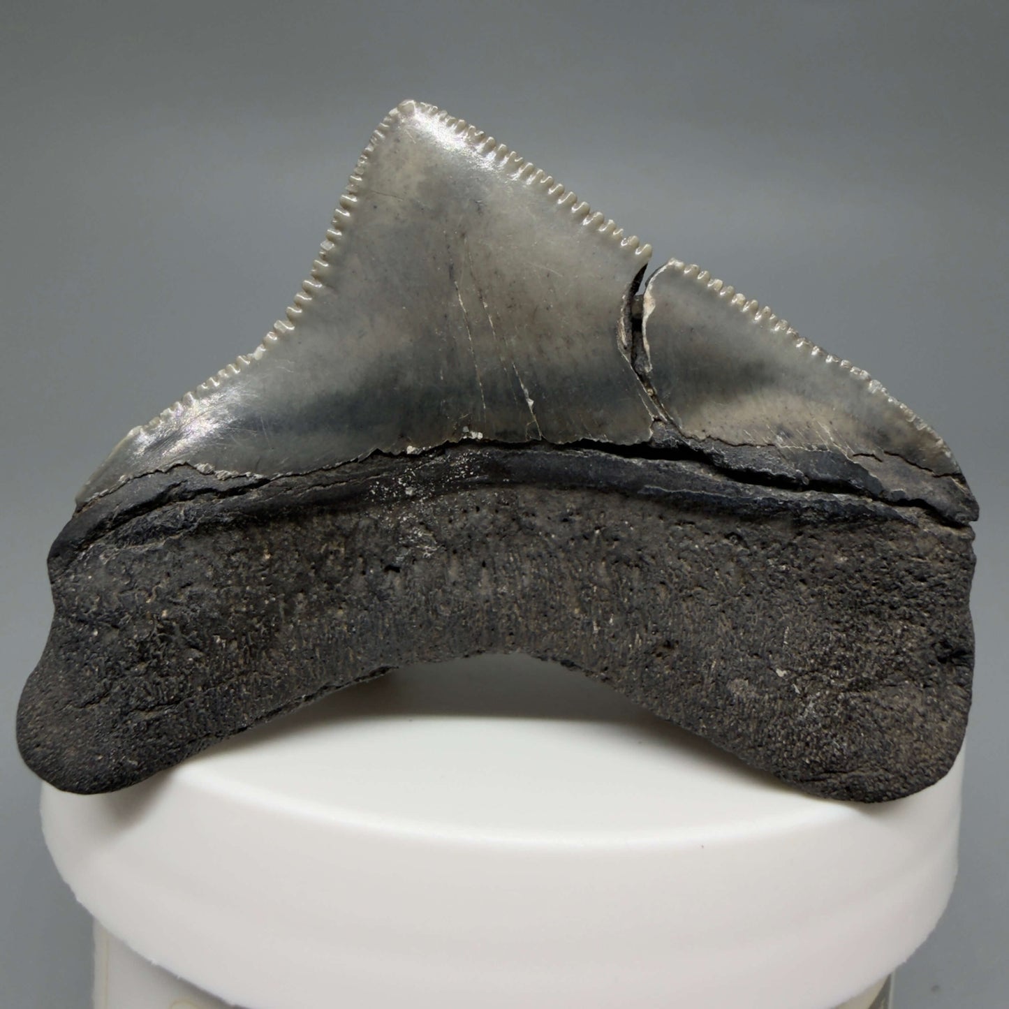 Back View HUGE posterior 2.16" Fossil Megalodon Tooth – South Carolina River Find | Authentic CM6443