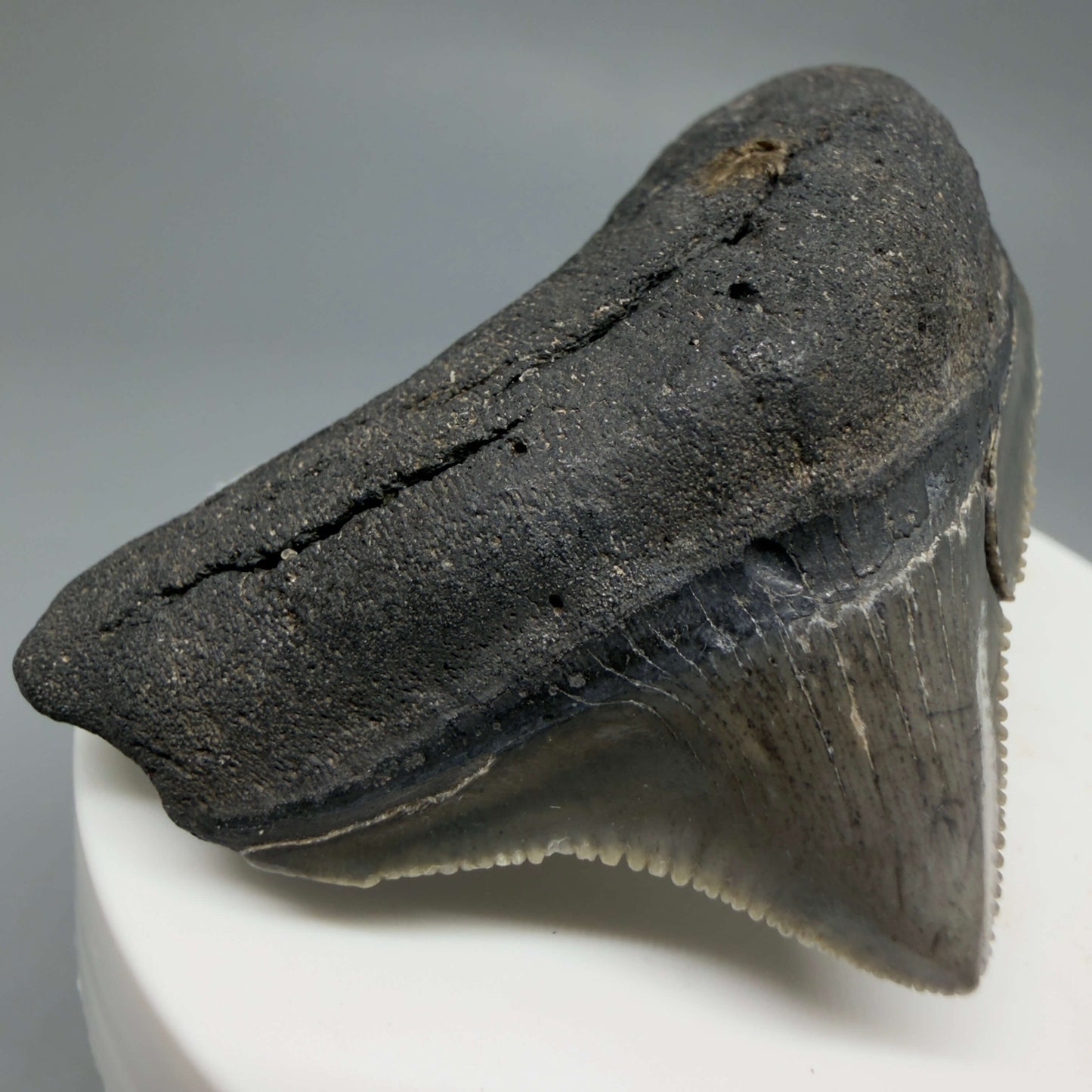 Front Left View HUGE posterior 2.16" Fossil Megalodon Tooth – South Carolina River Find | Authentic CM6443