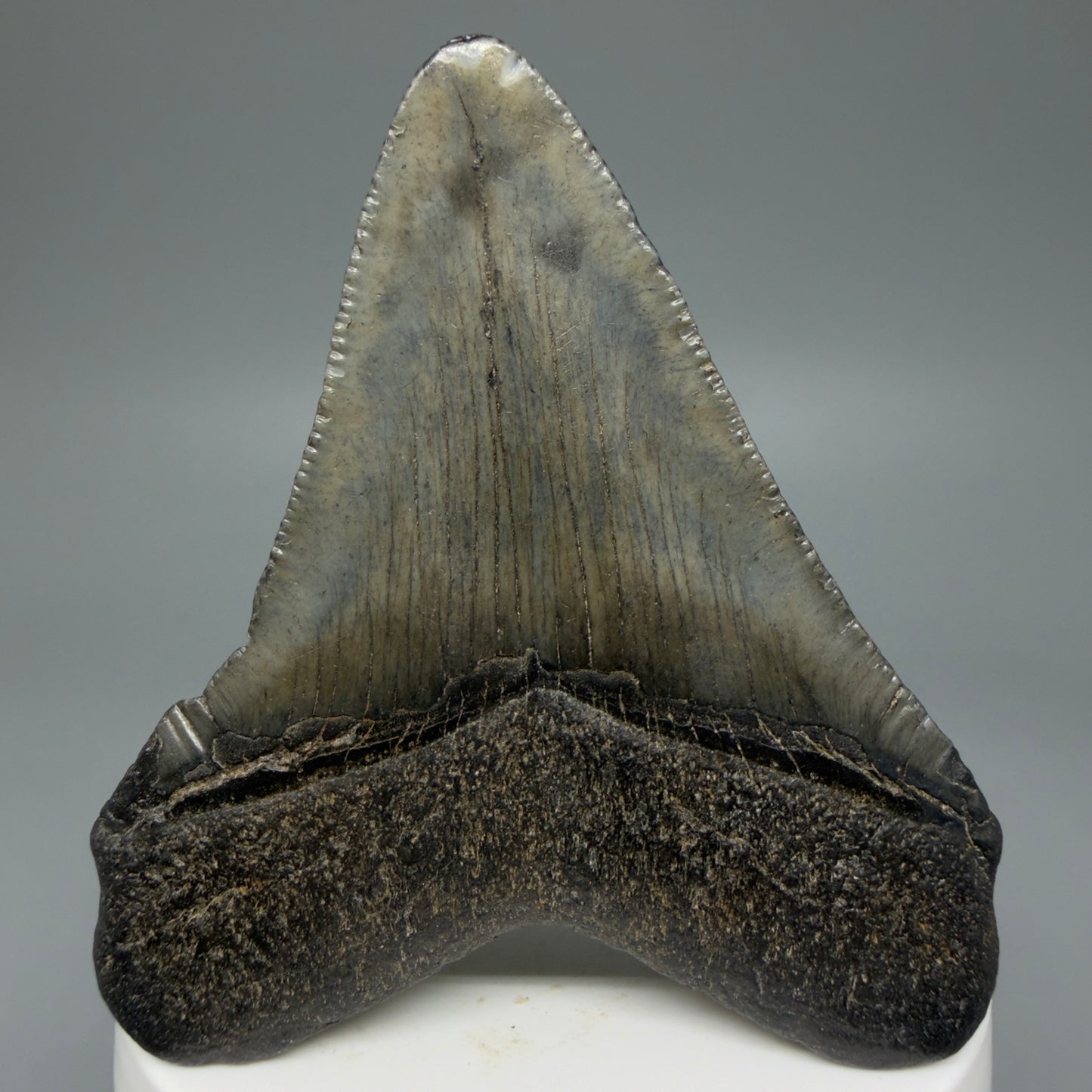 Back View 2.93" Colorful Fossil Megalodon Tooth – South Carolina River Find | Authentic CM5980