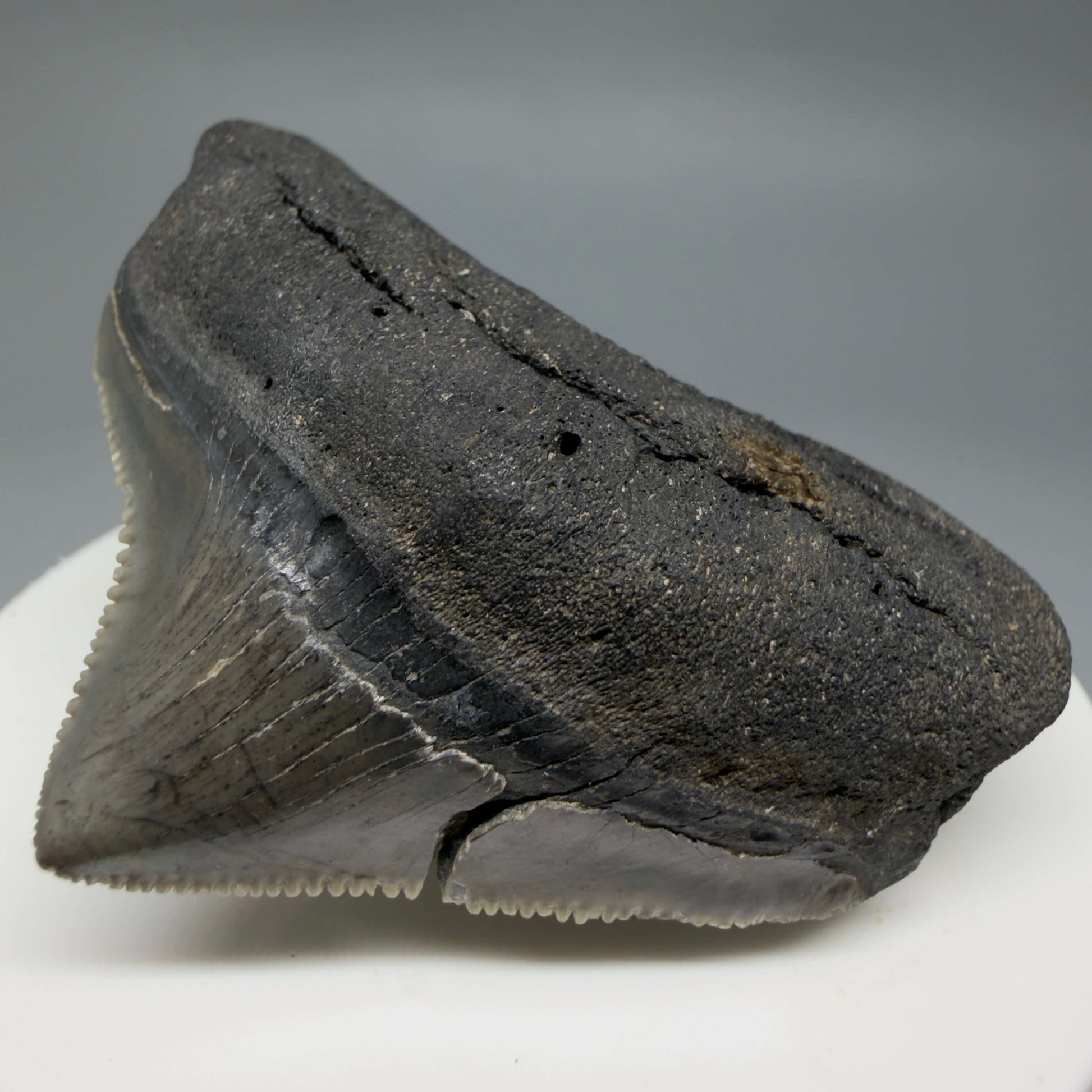 Front Right View HUGE posterior 2.16" Fossil Megalodon Tooth – South Carolina River Find | Authentic CM6443