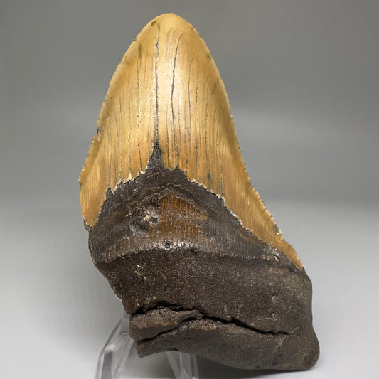 LARGE, affordable 5.34" Fossil Megalodon Tooth - Wilmington North Carolina CM5219 - Front