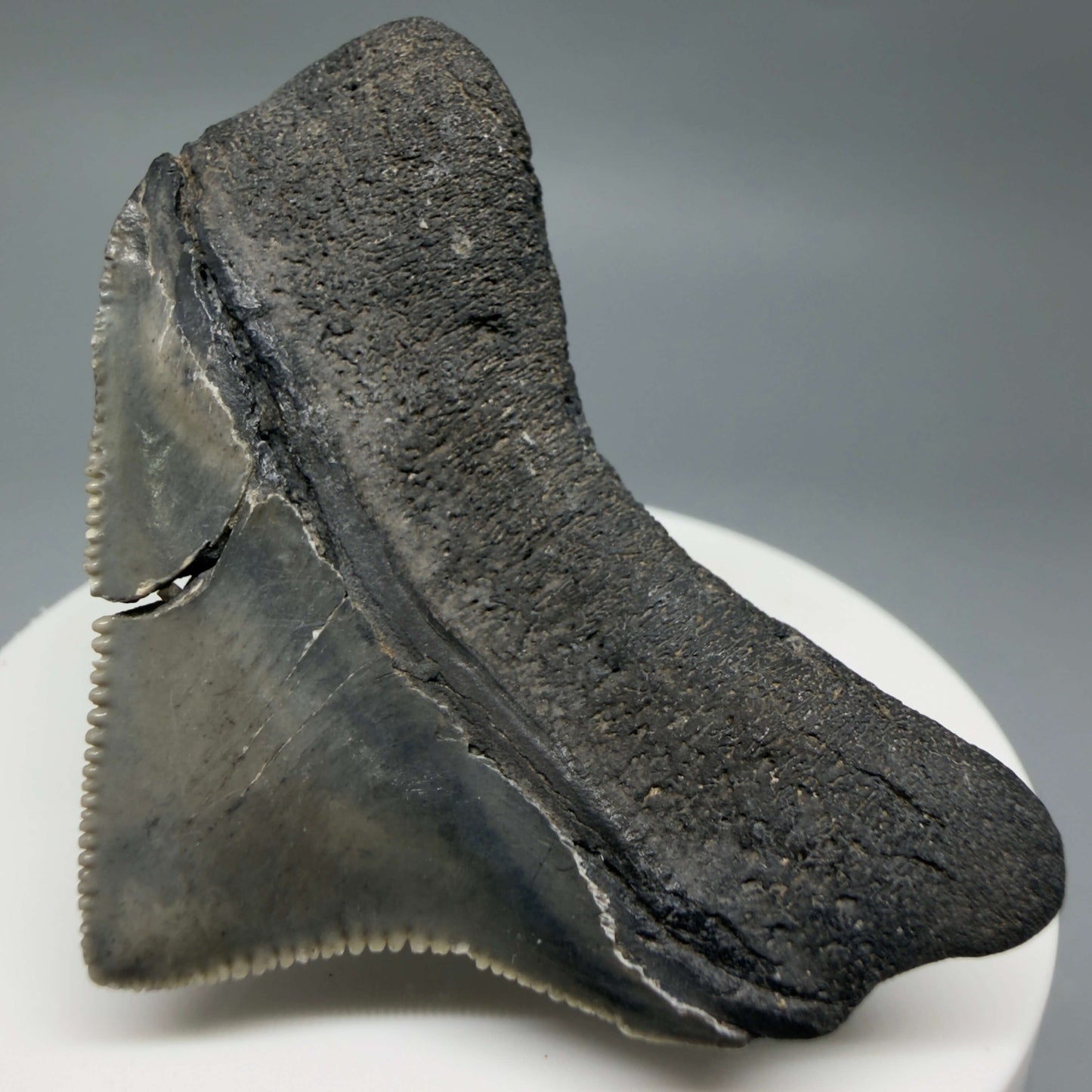 Back Right View HUGE posterior 2.16" Fossil Megalodon Tooth – South Carolina River Find | Authentic CM6443