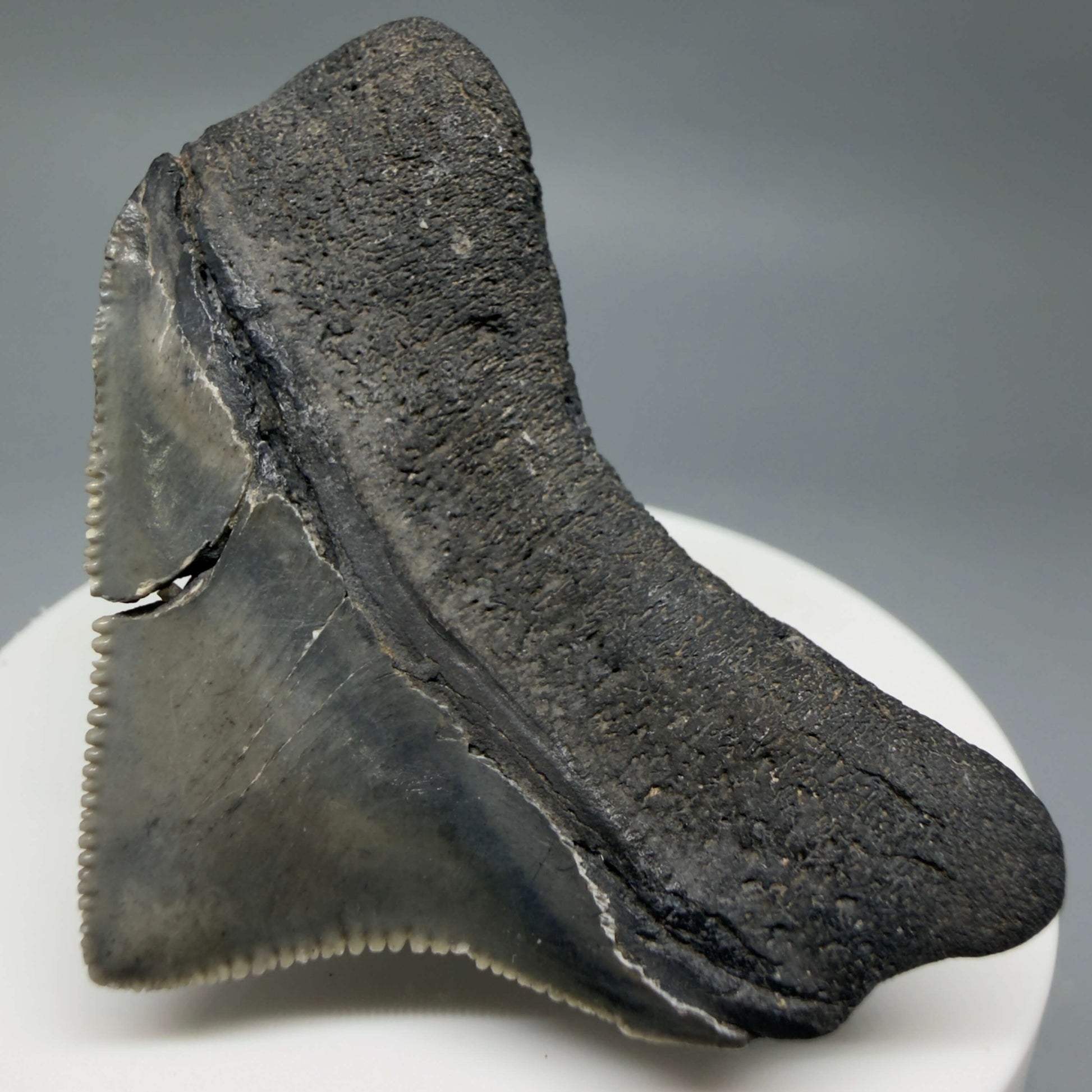 Back Right View HUGE posterior 2.16" Fossil Megalodon Tooth – South Carolina River Find | Authentic CM6443