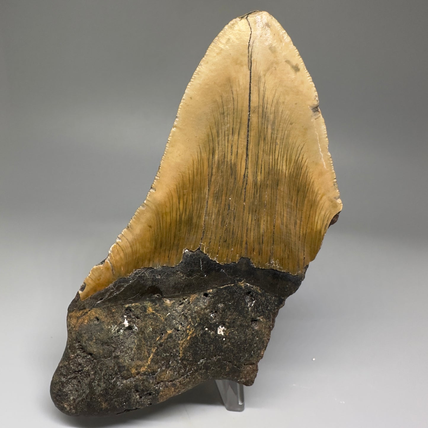 LARGE, affordable 5.34" Fossil Megalodon Tooth - Wilmington North Carolina CM5219 - Back