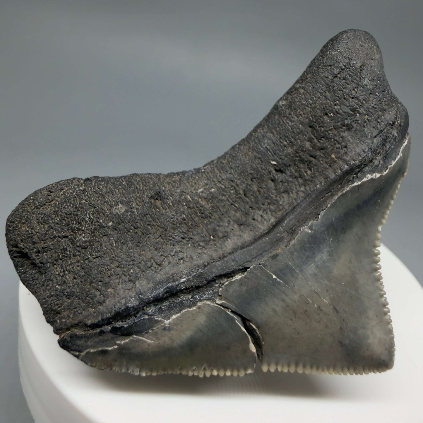 Back Left View HUGE posterior 2.16" Fossil Megalodon Tooth – South Carolina River Find | Authentic CM6443