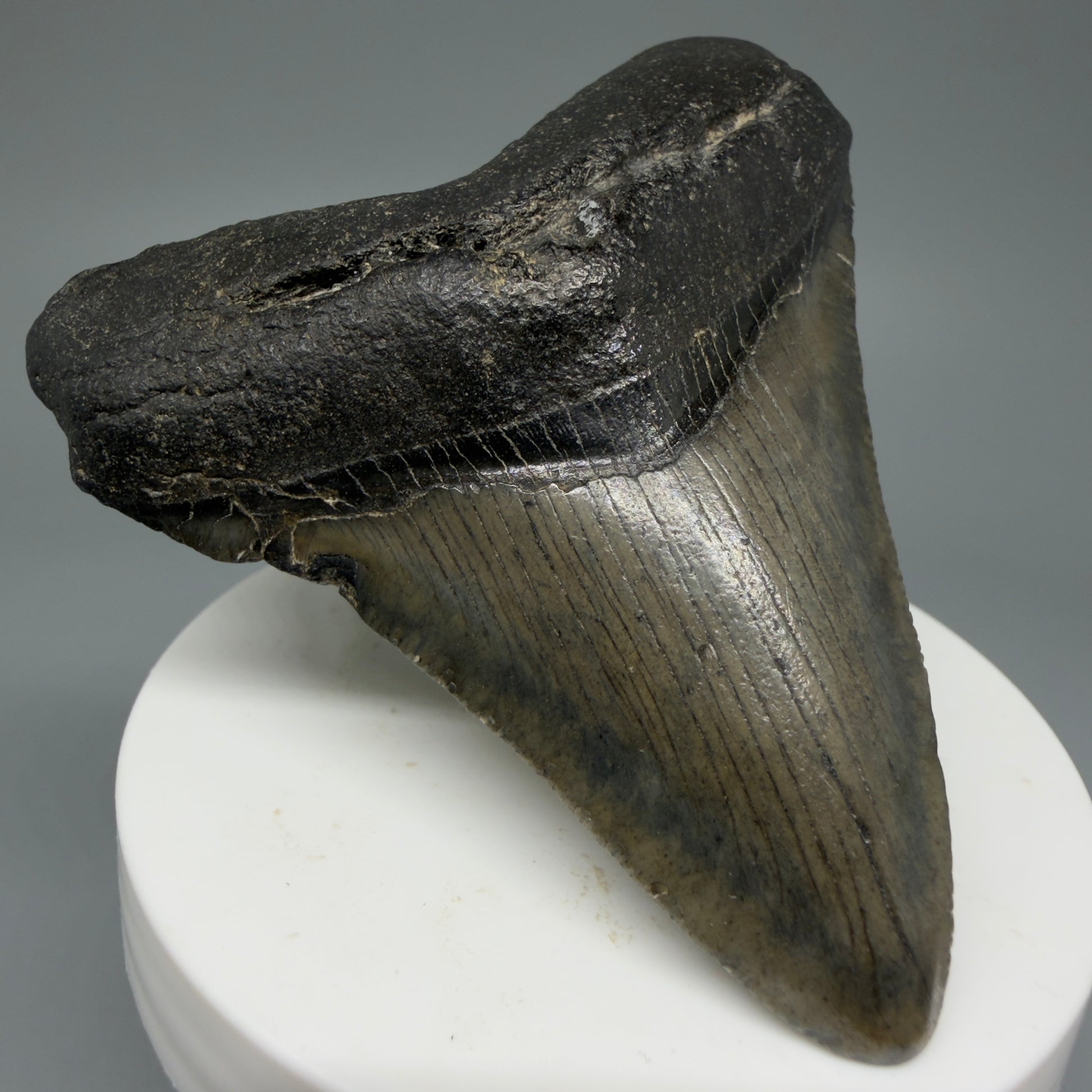 Front Left View 2.93" Colorful Fossil Megalodon Tooth – South Carolina River Find | Authentic CM5980
