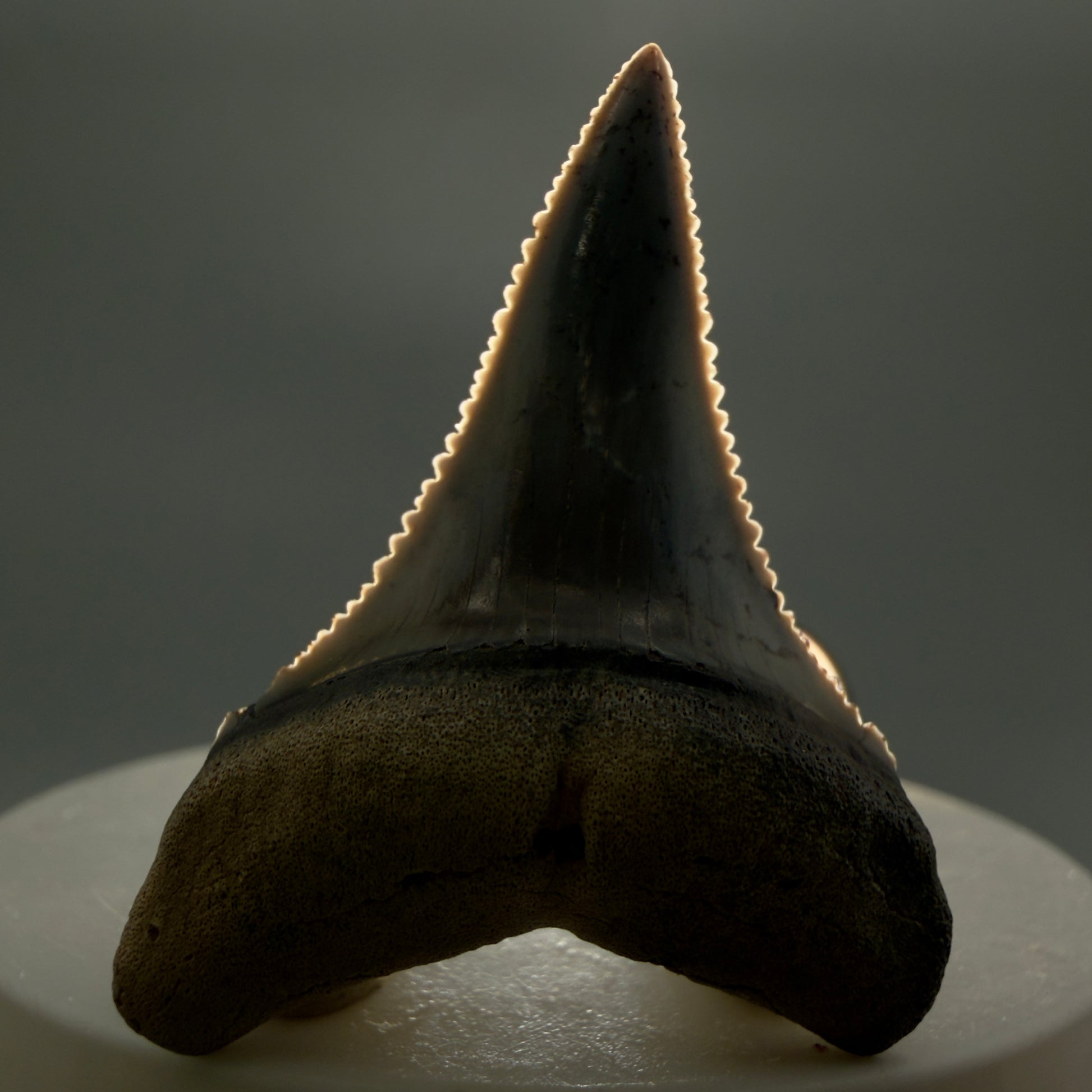 Front View Lower 1.73" long Fossil Great White Tooth from the deserts of Peru - Stunning, high quality GW1254 - 1