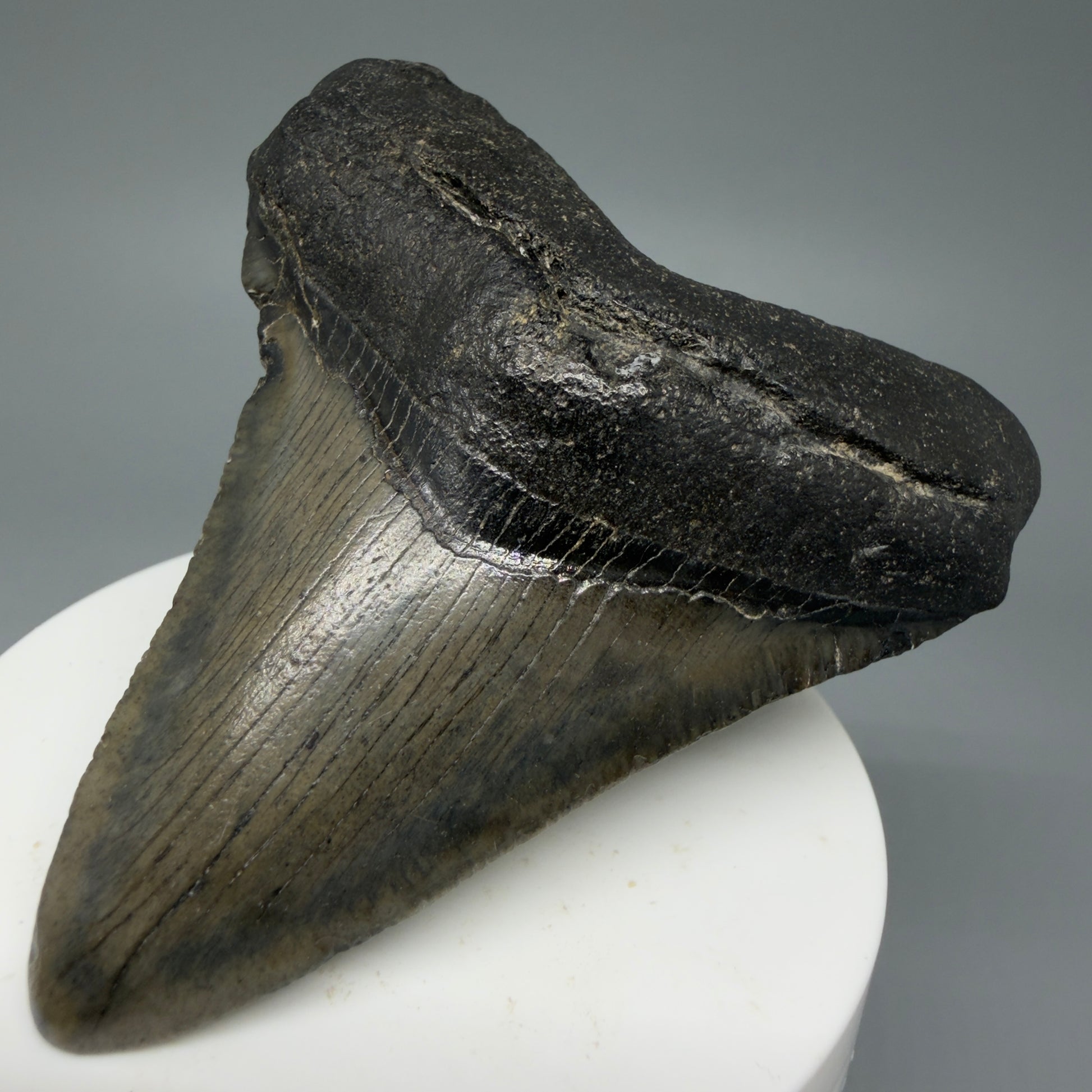 Front Right View 2.93" Colorful Fossil Megalodon Tooth – South Carolina River Find | Authentic CM5980