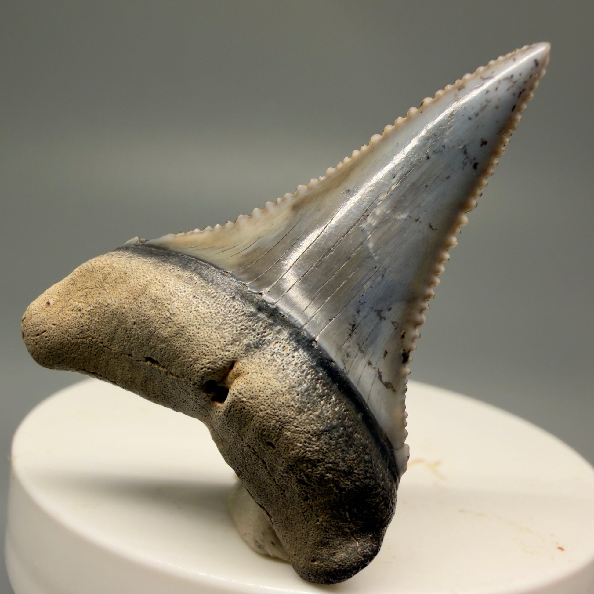 Front View Lower 1.73" long Fossil Great White Tooth from the deserts of Peru - Stunning, high quality GW1254 - 3