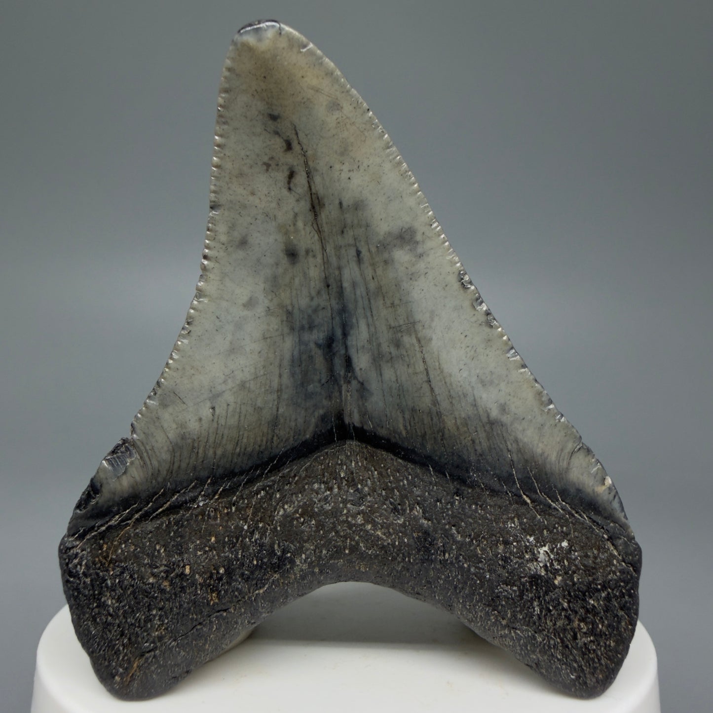 Back View 2.70" Colorful Fossil Megalodon Tooth – South Carolina River Find | Authentic CM5976