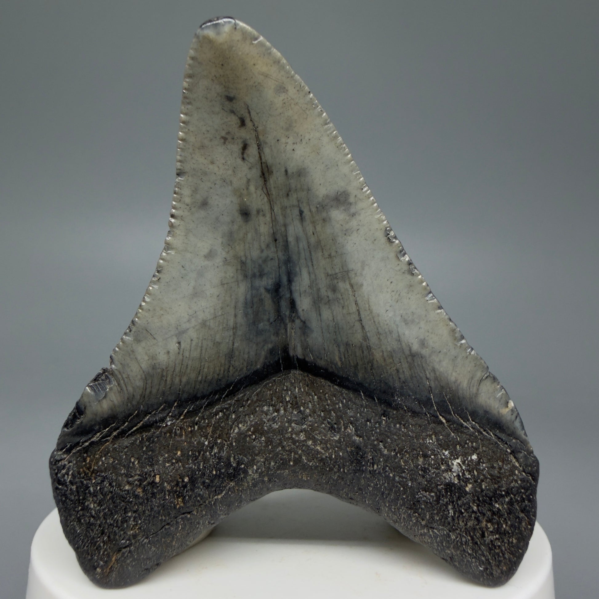 Back View 2.70" Colorful Fossil Megalodon Tooth – South Carolina River Find | Authentic CM5976