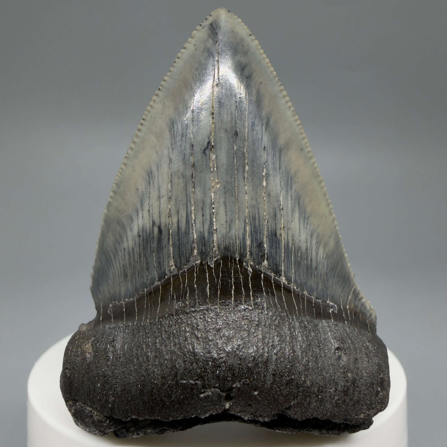 Front View Colorful, Sharply serrated 2.38" Fossil Megalodon Tooth – South Carolina River Find | Authentic CM6442 - 1