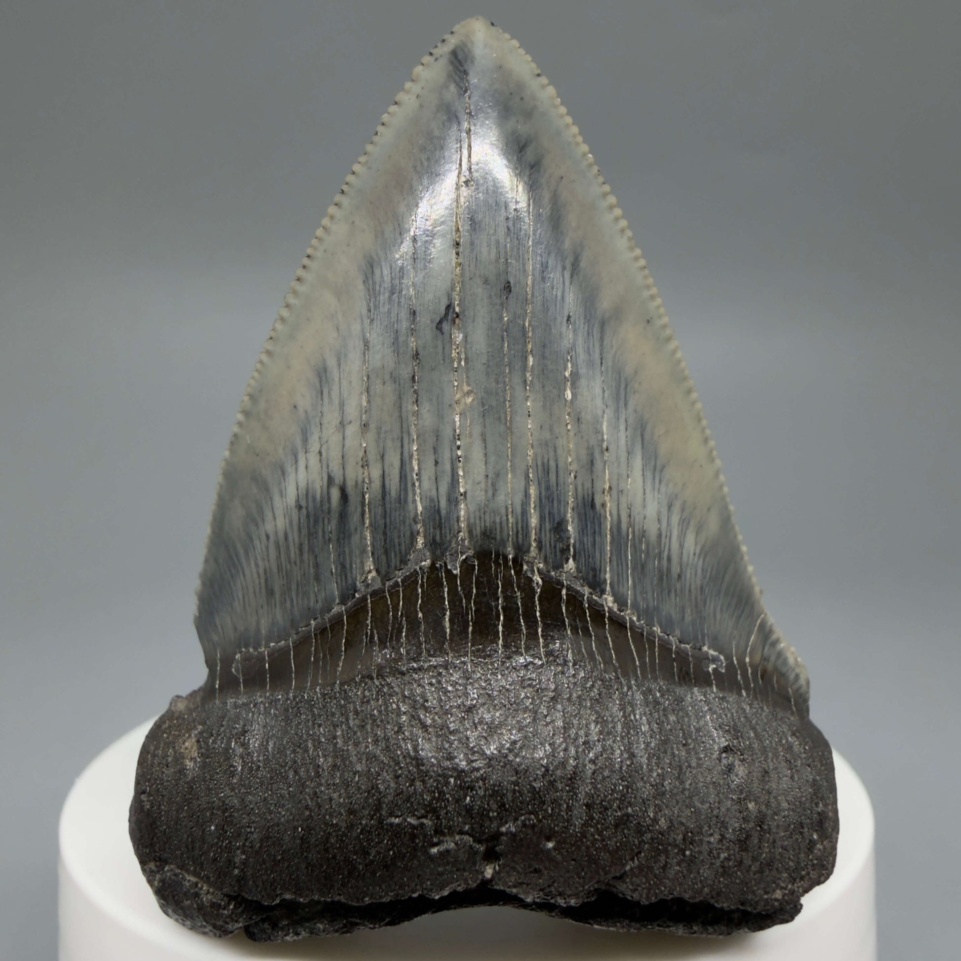 Front View Colorful, Sharply serrated 2.38" Fossil Megalodon Tooth – South Carolina River Find | Authentic CM6442 - 1