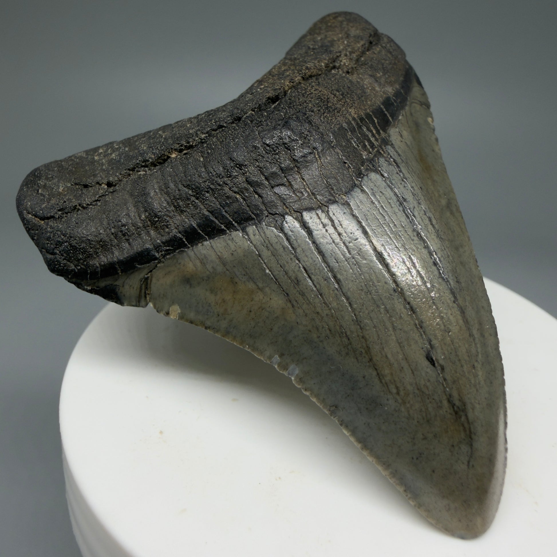 Front Left View 2.70" Colorful Fossil Megalodon Tooth – South Carolina River Find | Authentic CM5976