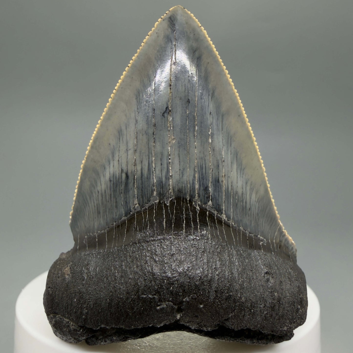 Front View Colorful, Sharply serrated 2.38" Fossil Megalodon Tooth – South Carolina River Find | Authentic CM6442 - 3