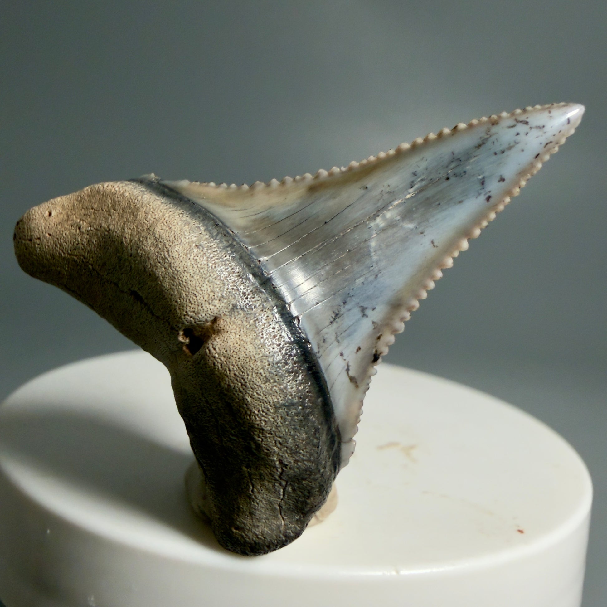 Front View Lower 1.73" long Fossil Great White Tooth from the deserts of Peru - Stunning, high quality GW1254 - 3