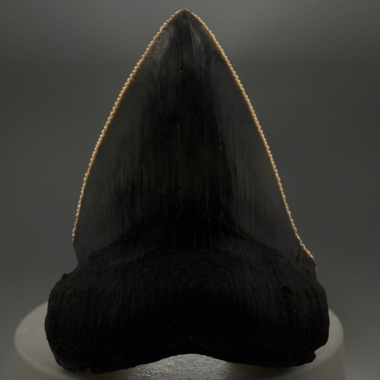 Front View Colorful, Sharply serrated 2.38" Fossil Megalodon Tooth – South Carolina River Find | Authentic CM6442 - 2