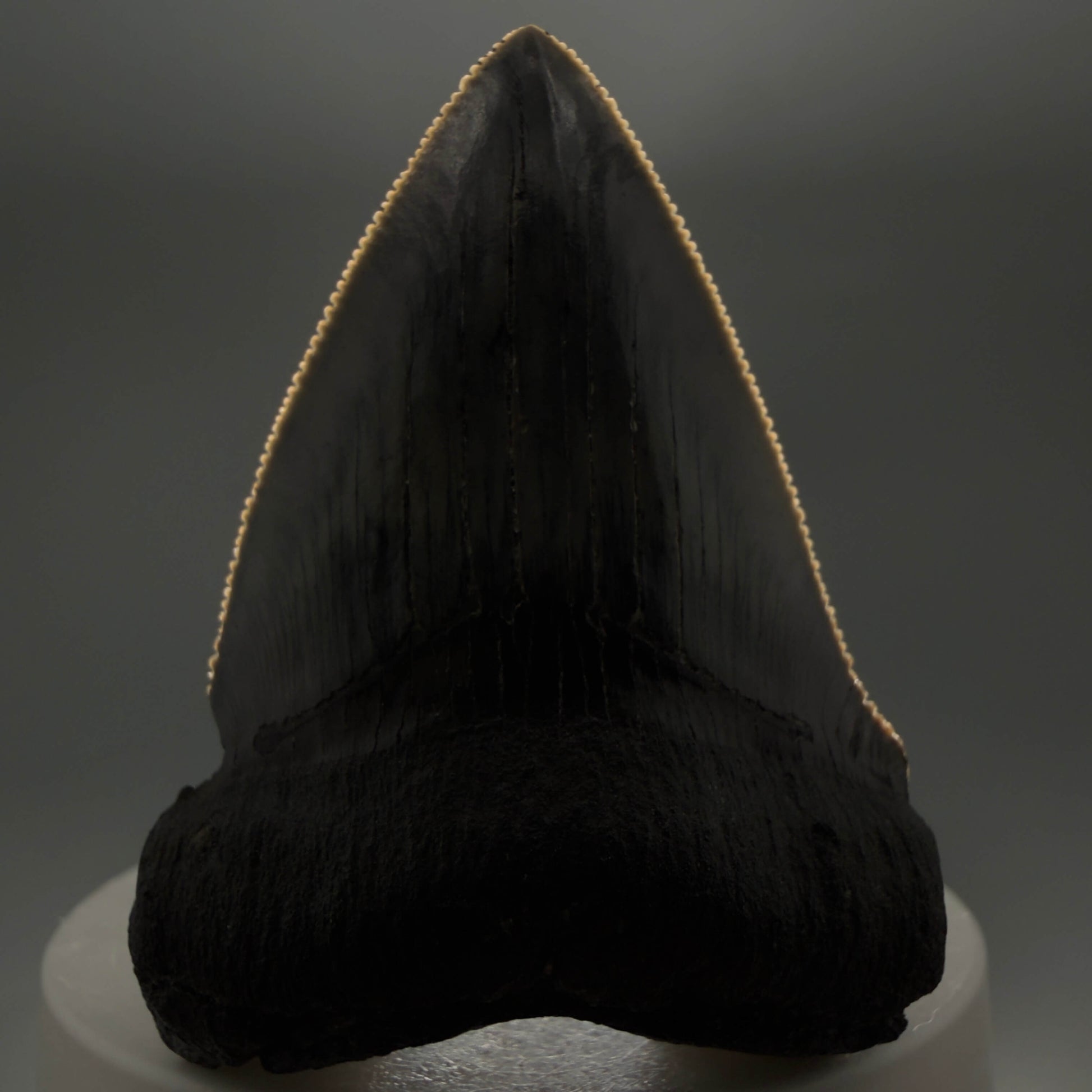 Front View Colorful, Sharply serrated 2.38" Fossil Megalodon Tooth – South Carolina River Find | Authentic CM6442 - 2