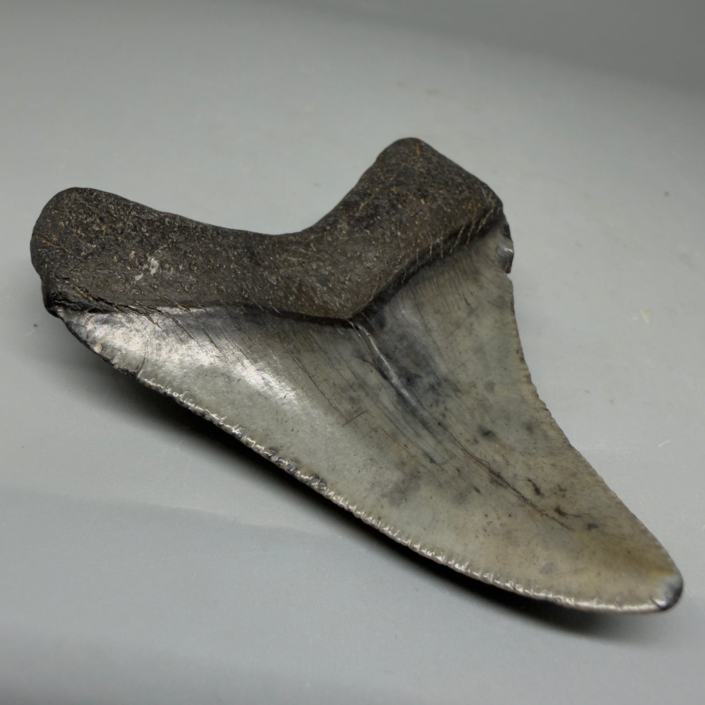 Back Left View 2.70" Colorful Fossil Megalodon Tooth – South Carolina River Find | Authentic CM5976