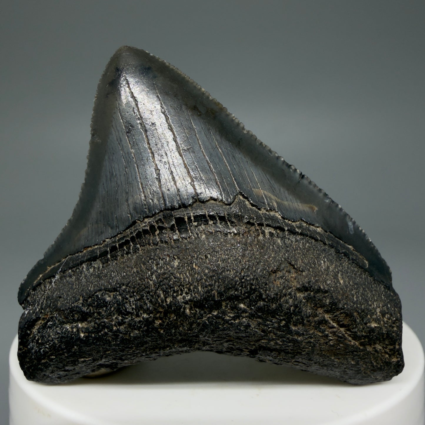 Front View 2.15" Dark colors Posterior Fossil Megalodon Tooth – South Carolina River Find | Authentic CM5973 - 2