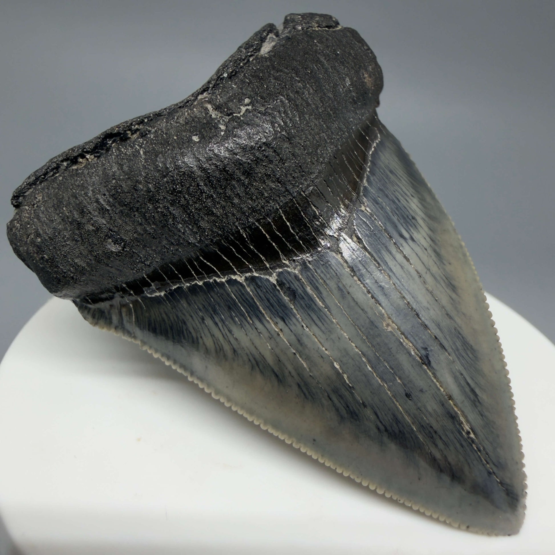 Front Left View Colorful, Sharply serrated 2.38" Fossil Megalodon Tooth – South Carolina River Find | Authentic CM6442
