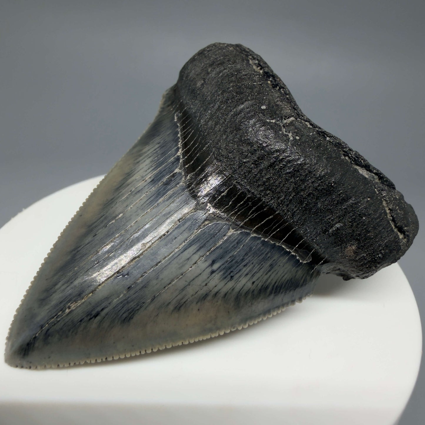 Front Right View Colorful, Sharply serrated 2.38" Fossil Megalodon Tooth – South Carolina River Find | Authentic CM6442