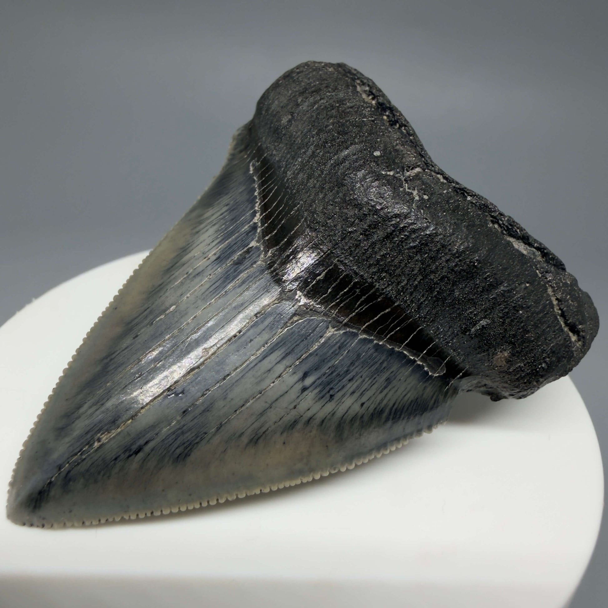 Front Right View Colorful, Sharply serrated 2.38" Fossil Megalodon Tooth – South Carolina River Find | Authentic CM6442