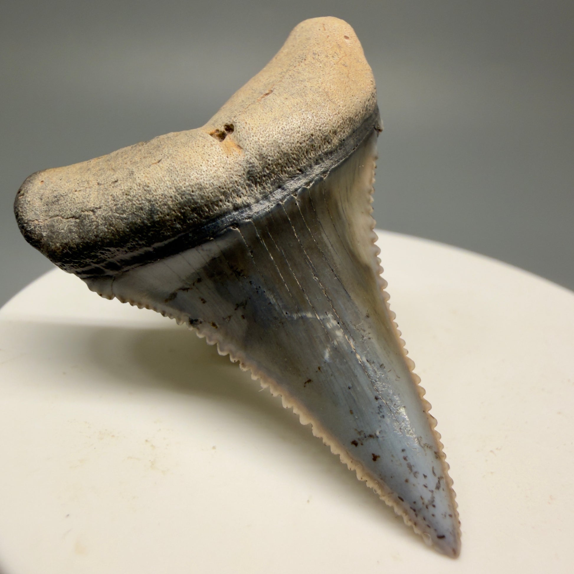 Front Left View Lower 1.73" long Fossil Great White Tooth from the deserts of Peru - Stunning, high quality GW1254 