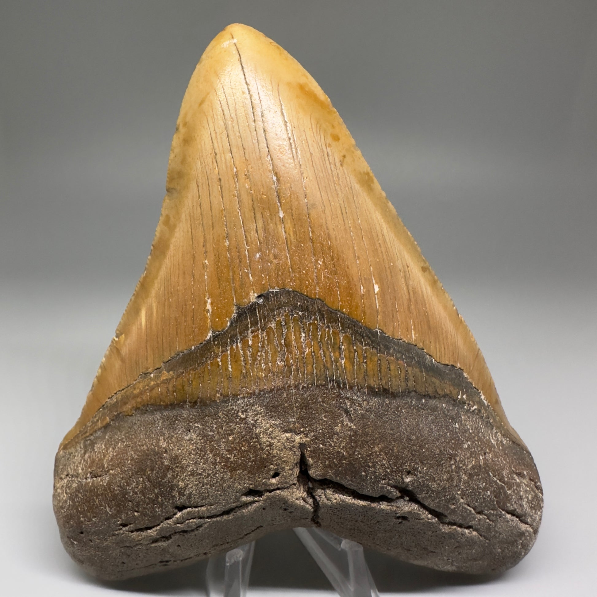 Great Shape Large 5.24" Fossil Megalodon Tooth - Wilmington North Carolina CM5226 - Front