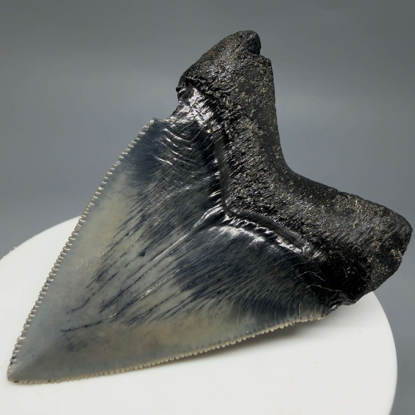 Back Right View Colorful, Sharply serrated 2.38" Fossil Megalodon Tooth – South Carolina River Find | Authentic CM6442