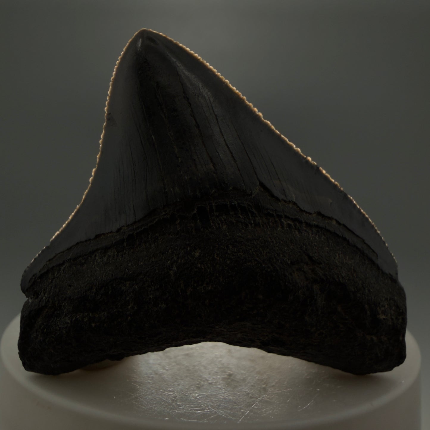 Front View 2.15" Dark colors Posterior Fossil Megalodon Tooth – South Carolina River Find | Authentic CM5973 - 1