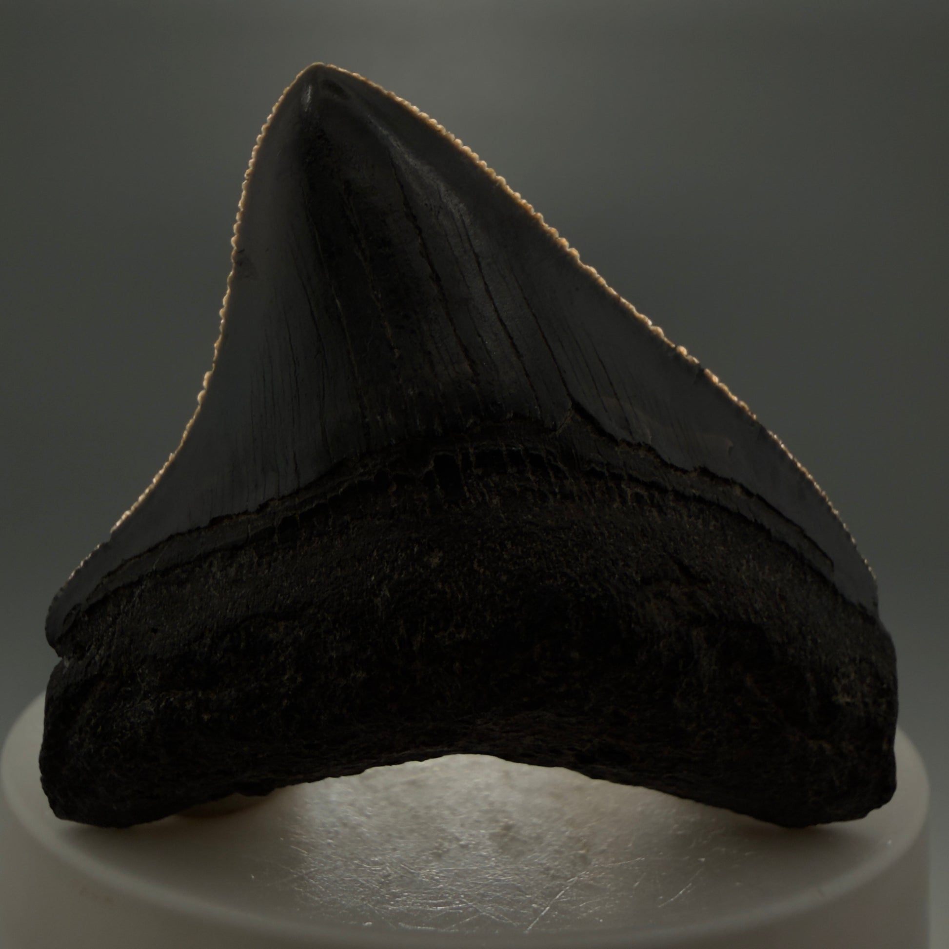 Front View 2.15" Dark colors Posterior Fossil Megalodon Tooth – South Carolina River Find | Authentic CM5973 - 1
