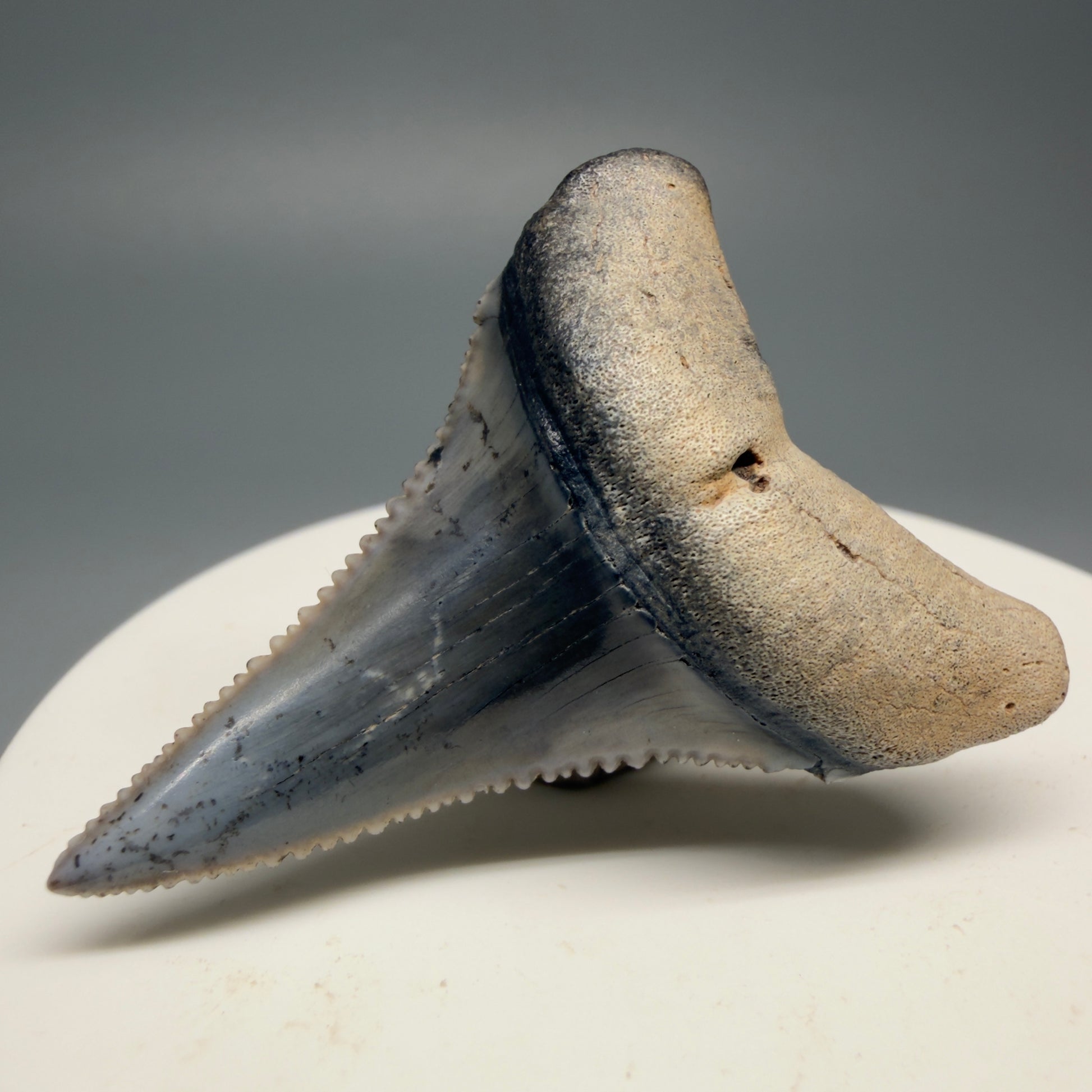 Front Right View Lower 1.73" long Fossil Great White Tooth from the deserts of Peru - Stunning, high quality GW1254 - 1