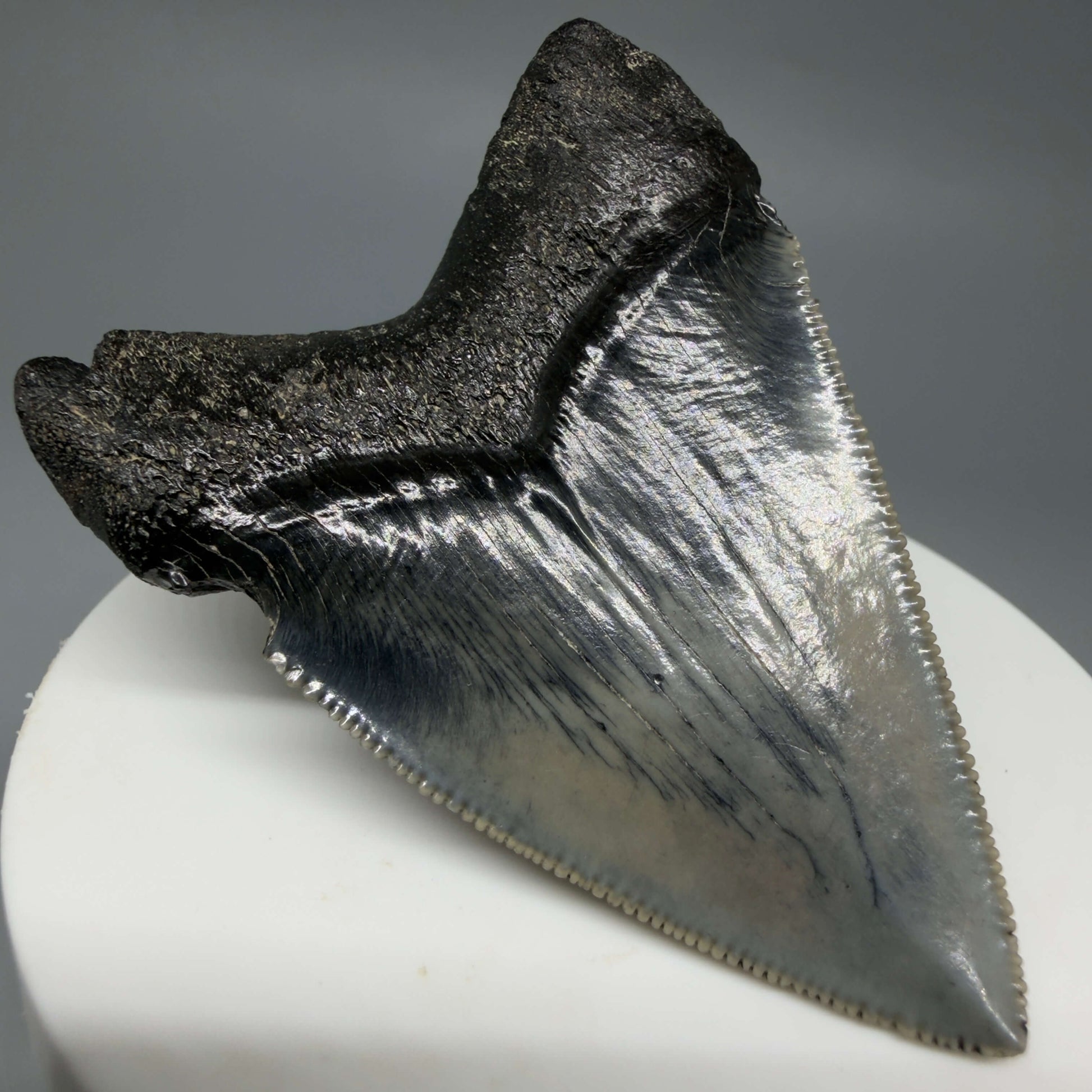 Back Left View Colorful, Sharply serrated 2.38" Fossil Megalodon Tooth – South Carolina River Find | Authentic CM6442