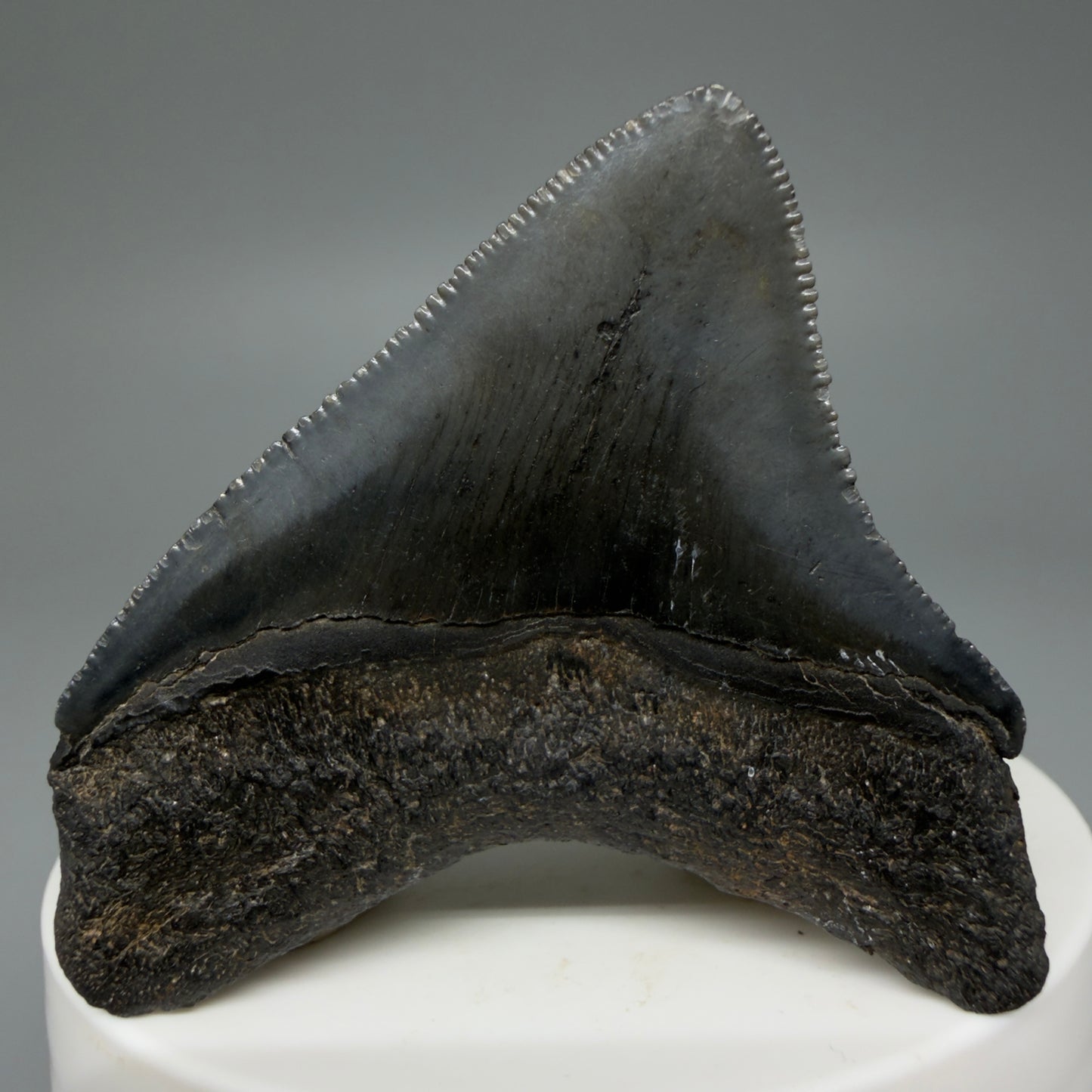 Back View 2.15" Dark colors Posterior Fossil Megalodon Tooth – South Carolina River Find | Authentic CM5973