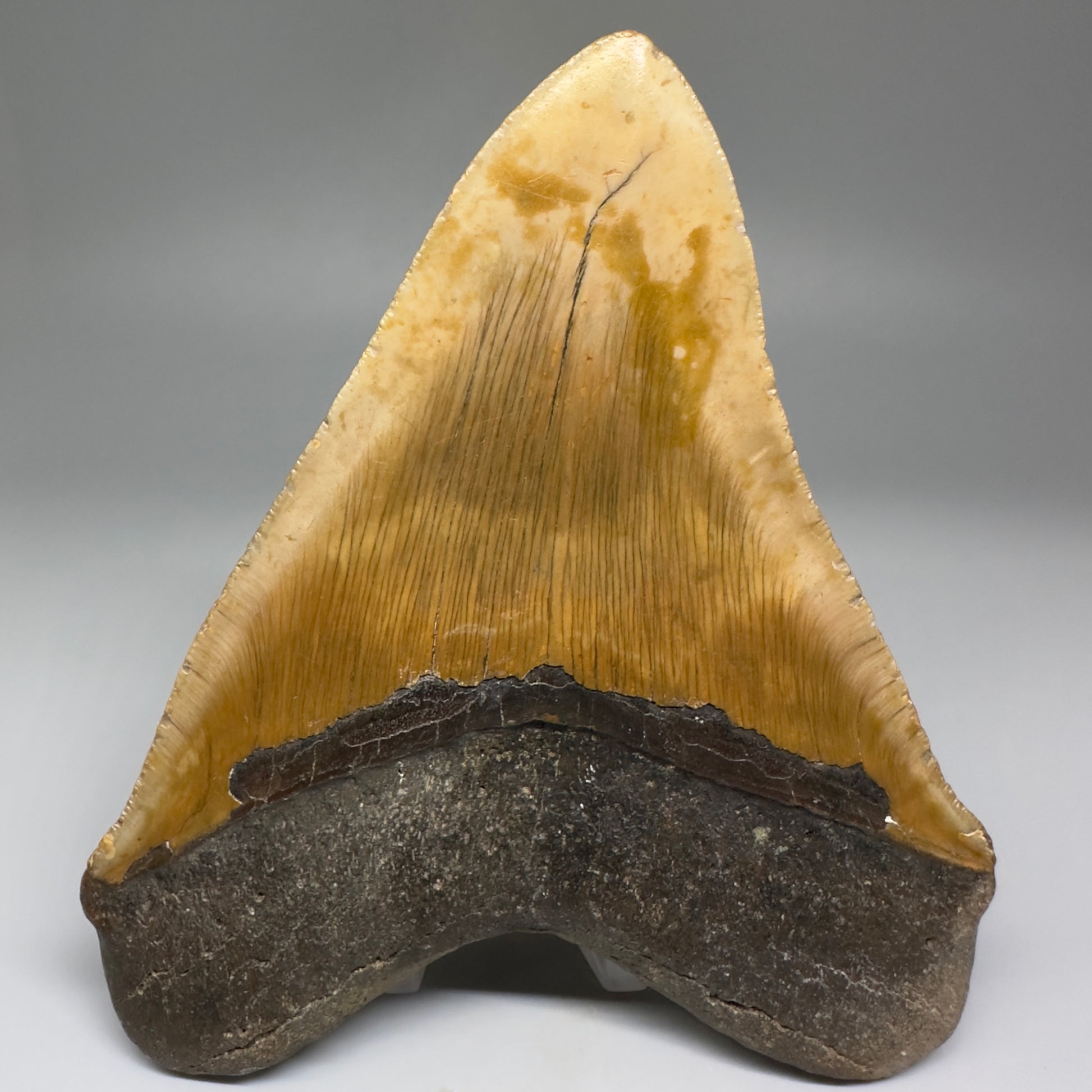 Great Shape Large 5.24" Fossil Megalodon Tooth - Wilmington North Carolina CM5226 - Back