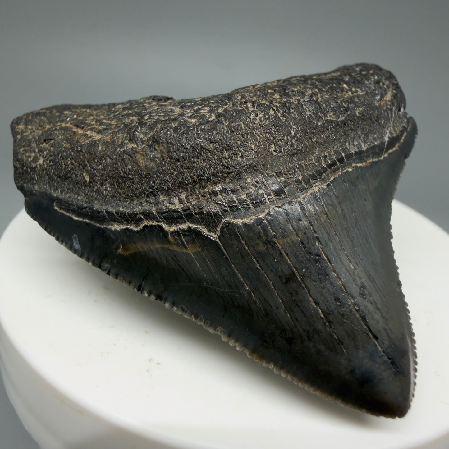 Front Left View 2.15" Dark colors Posterior Fossil Megalodon Tooth – South Carolina River Find | Authentic CM5973