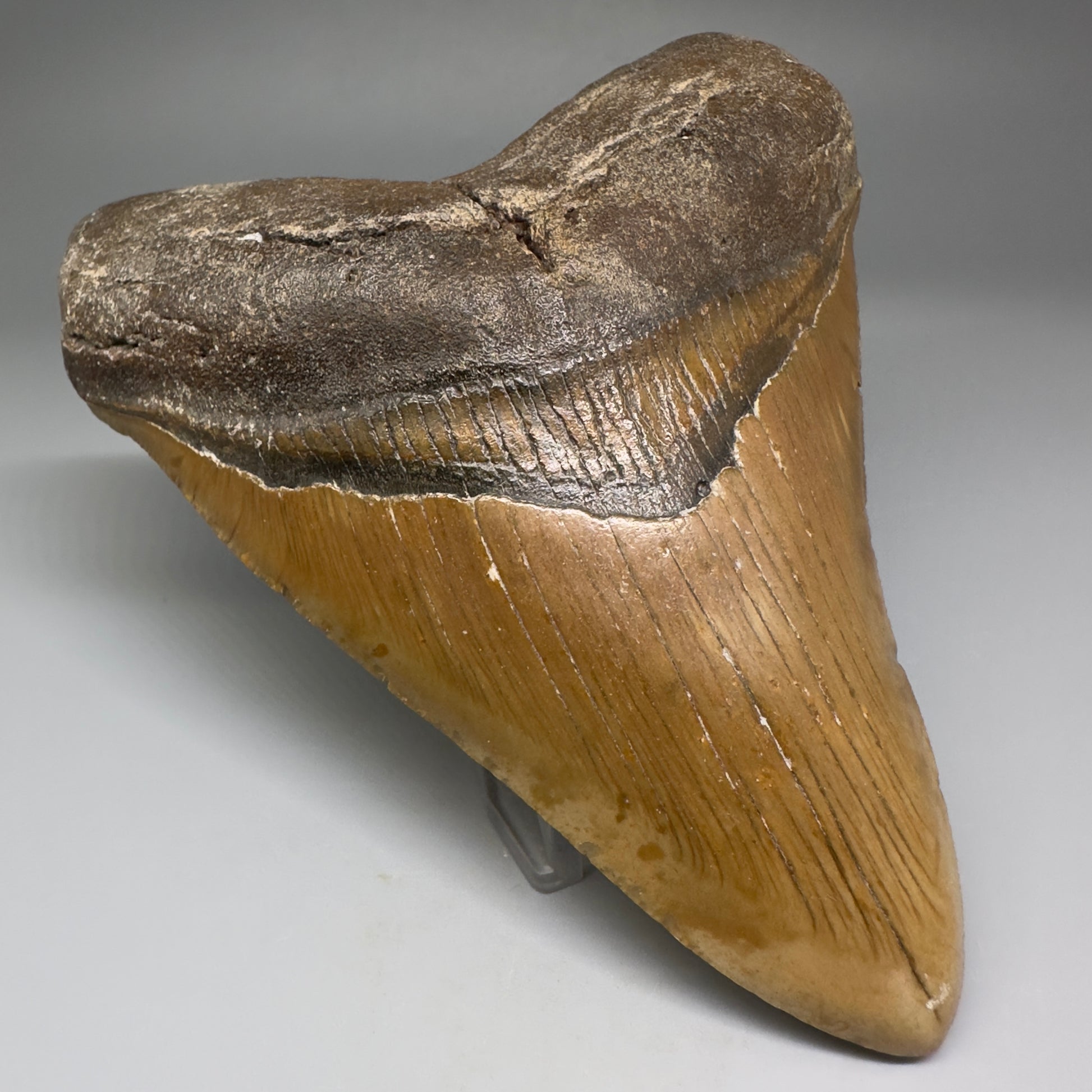 Great Shape Large 5.24" Fossil Megalodon Tooth - Wilmington North Carolina CM5226 - Front Left
