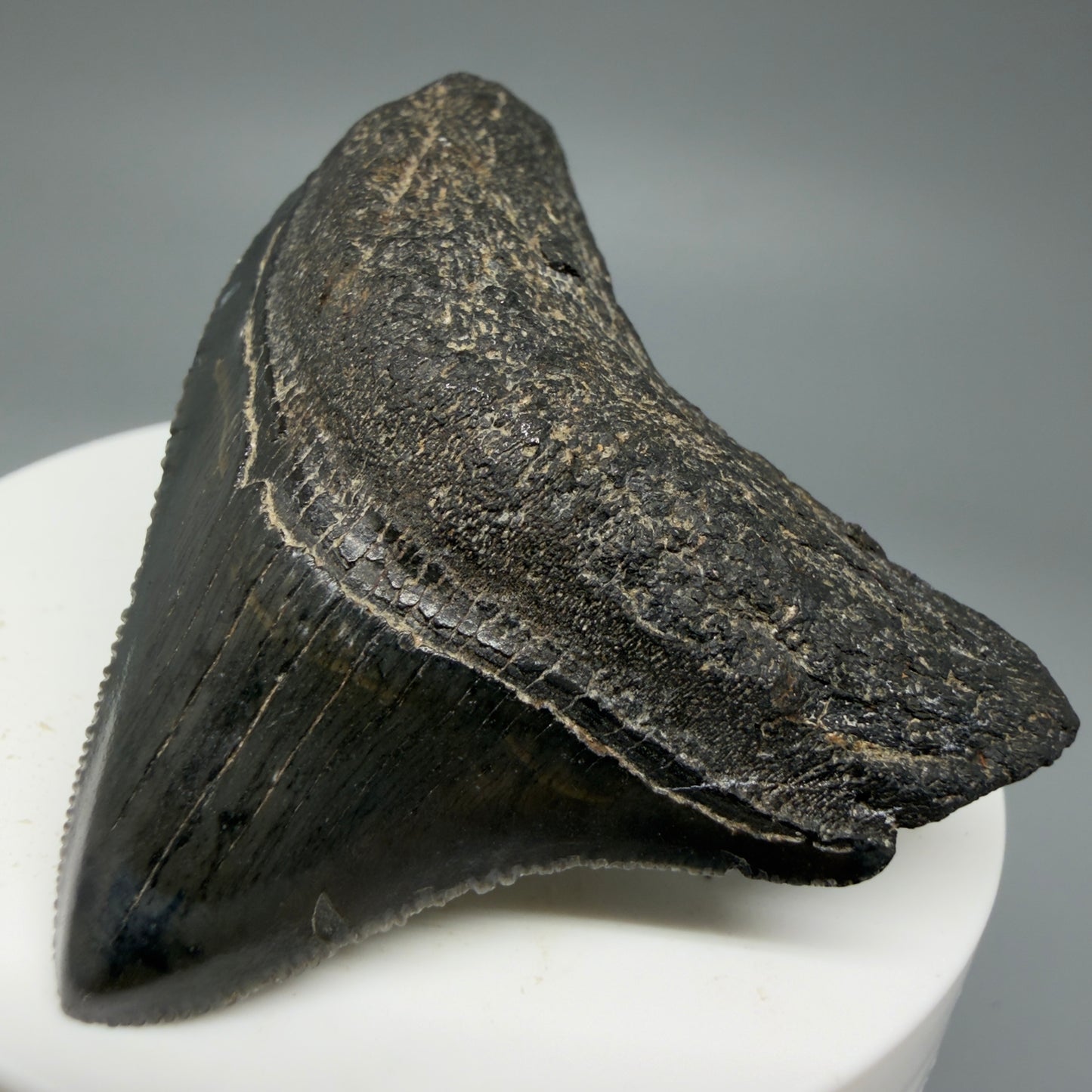 Front Right View 2.15" Dark colors Posterior Fossil Megalodon Tooth – South Carolina River Find | Authentic CM5973