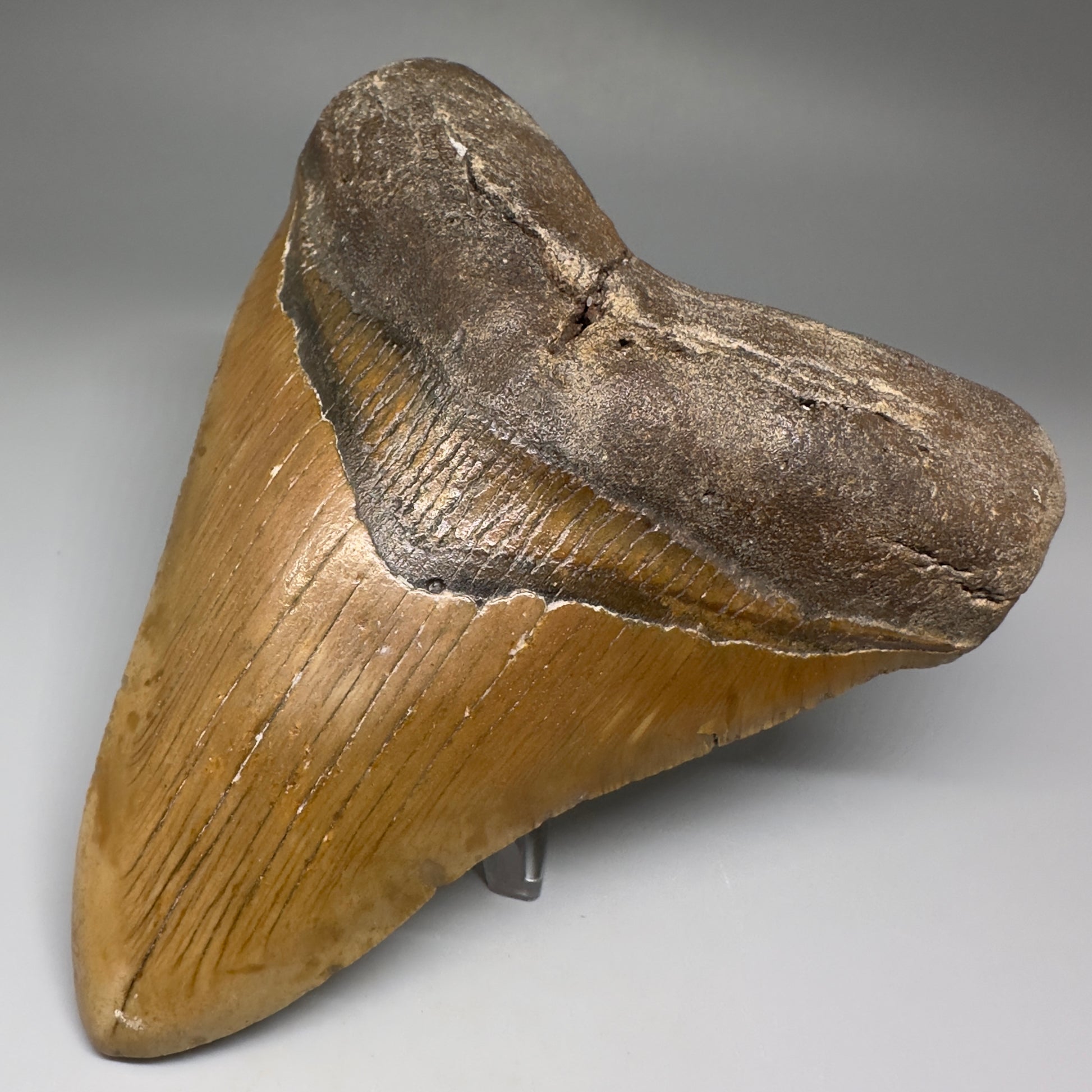 Great Shape Large 5.24" Fossil Megalodon Tooth - Wilmington North Carolina CM5226 - Front Right