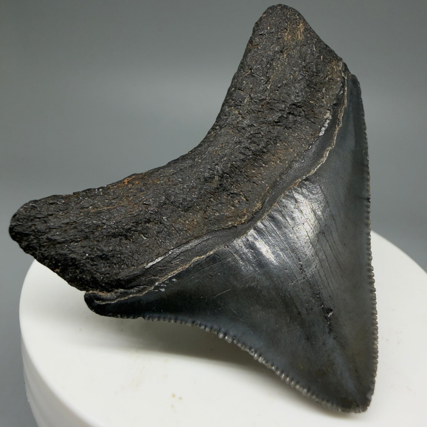 Back Left View 2.15" Dark colors Posterior Fossil Megalodon Tooth – South Carolina River Find | Authentic CM5973