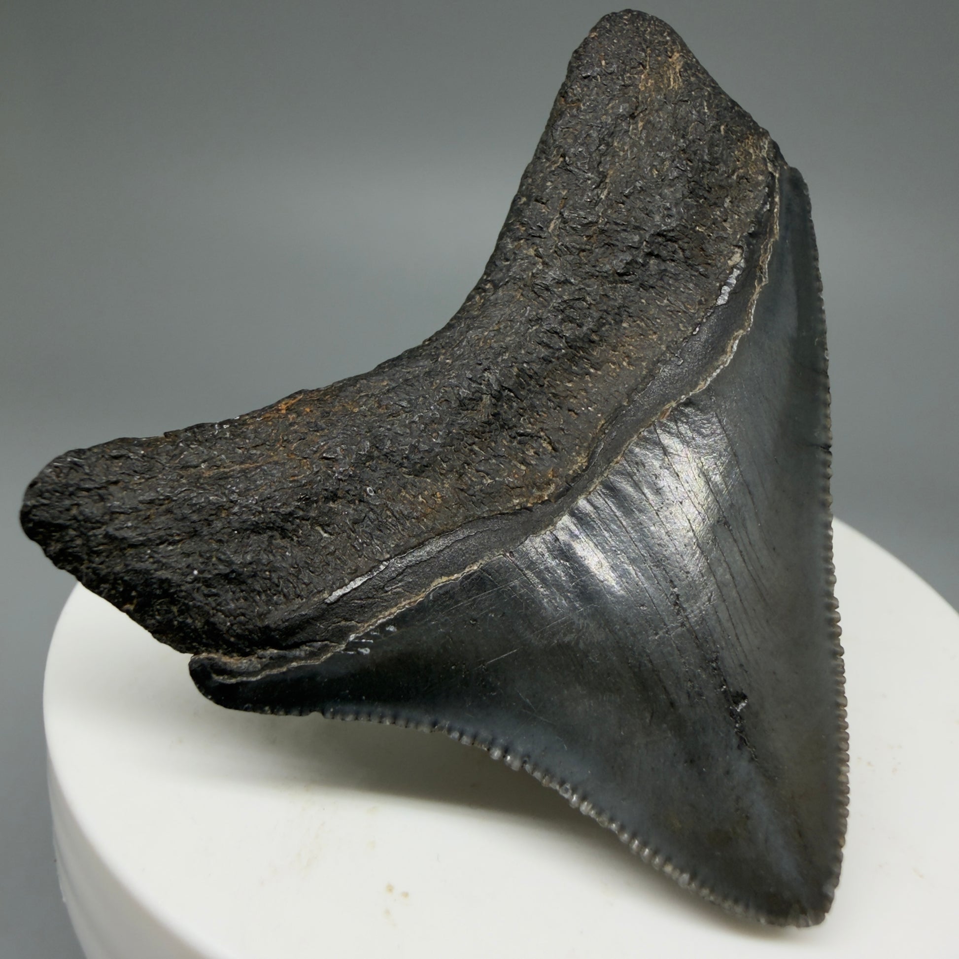 Back Left View 2.15" Dark colors Posterior Fossil Megalodon Tooth – South Carolina River Find | Authentic CM5973