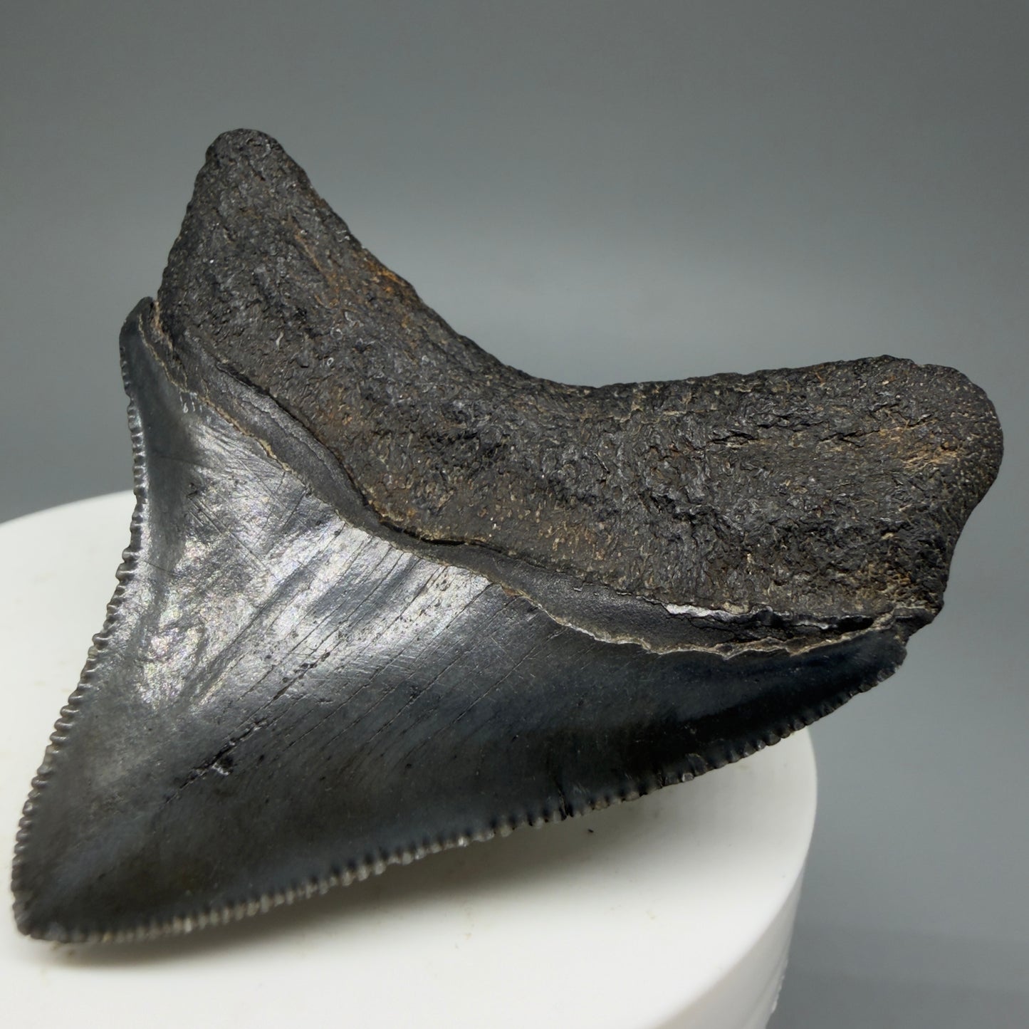 Back Right View 2.15" Dark colors Posterior Fossil Megalodon Tooth – South Carolina River Find | Authentic CM5973