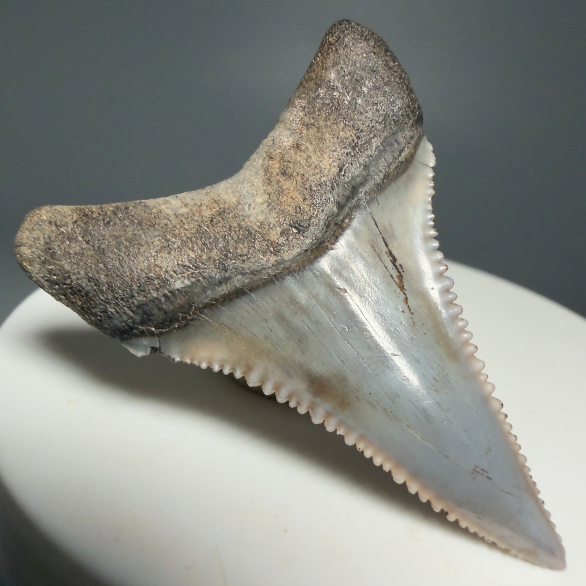 Back Left View Lower 1.73" long Fossil Great White Tooth from the deserts of Peru - Stunning, high quality GW1254 - 1