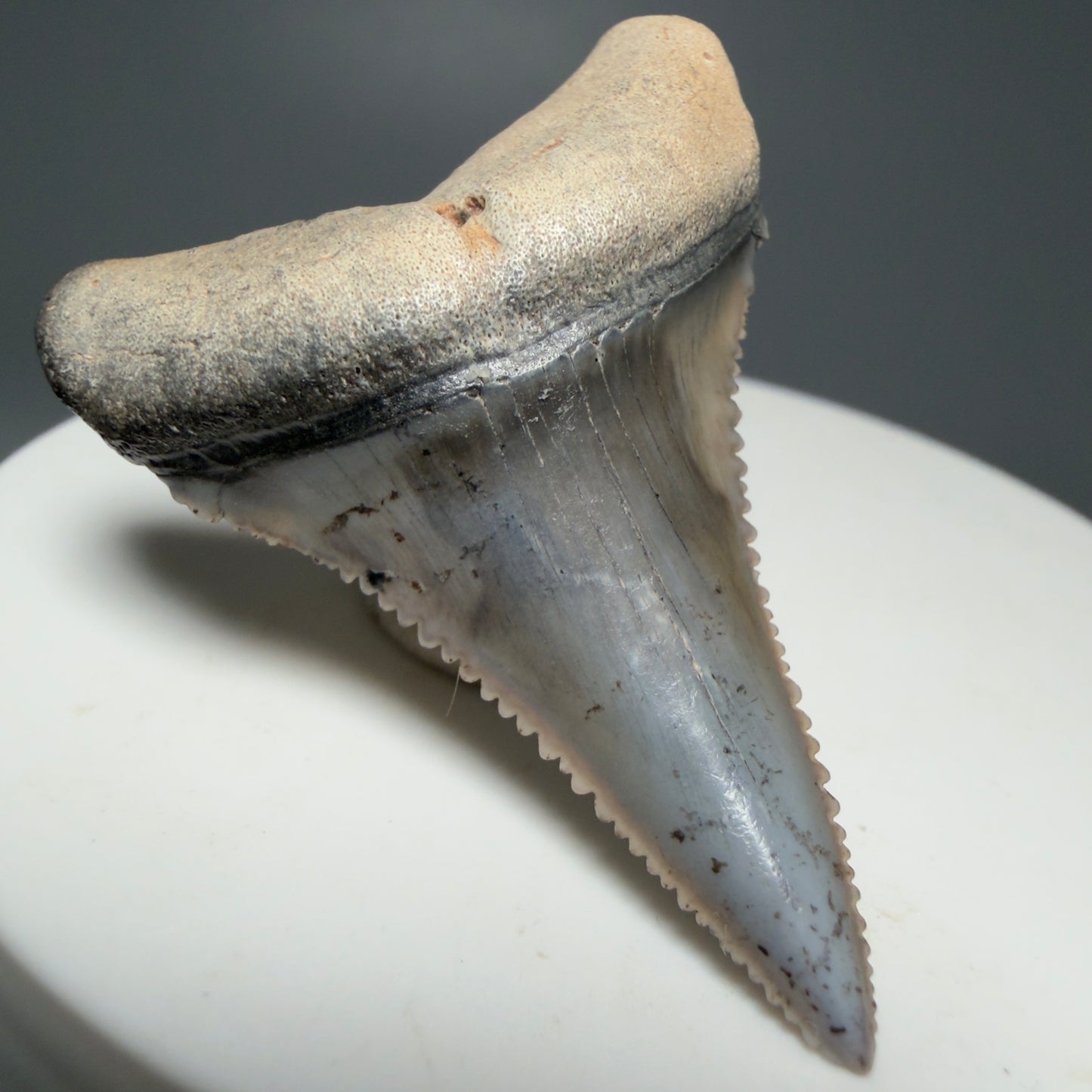 Front Left View Lower 1.73" long Fossil Great White Tooth from the deserts of Peru - Stunning, high quality GW1254 - 1